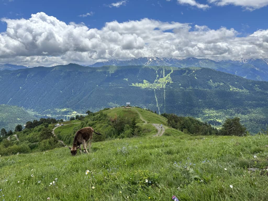 Alpenweide in Mestia