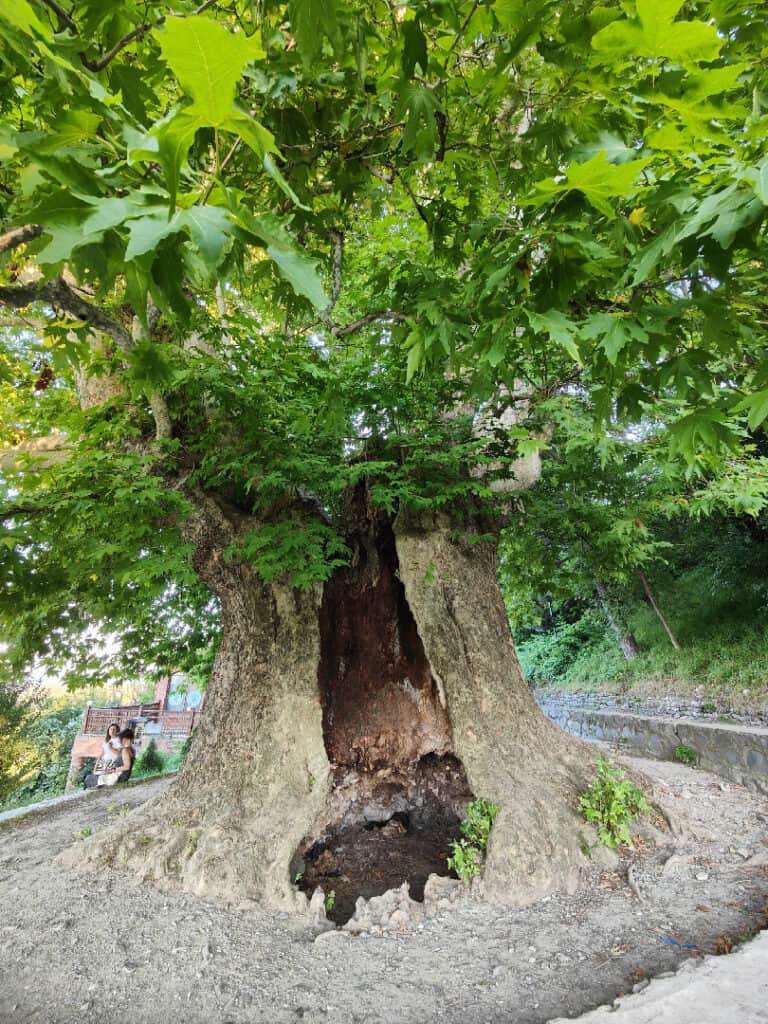 plataan (Platanus orientalis) van meer dan 900 jaar oud