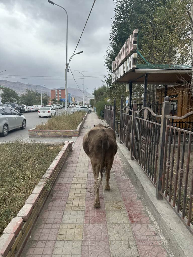 Shoppende koe op de promenade van Olgii