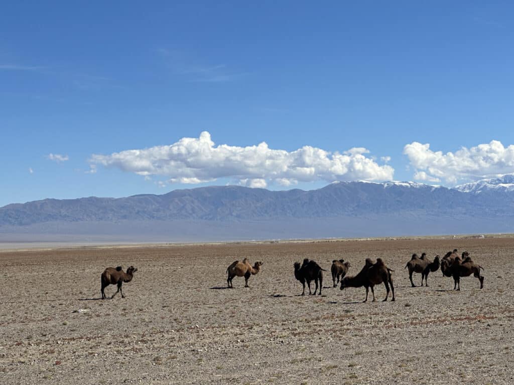 Kamelen in de Gobi